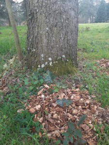 Plantation de lierre au parc de Parilly